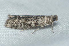 Dioryctria simplicella