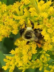 Bombus impatiens