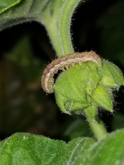 Lepidoptera