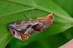 Oraesia emarginata
