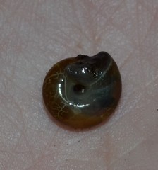 Oxychilus navarricus