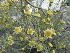 Leucadendron coriaceum