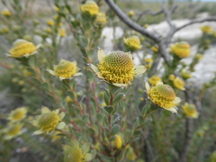 Leucadendron coriaceum
