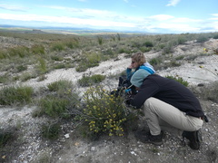 Leucadendron coriaceum
