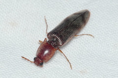 Stenagostus rhombeus