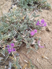 Oxytropis lanata