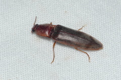 Stenagostus rhombeus
