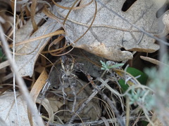 Calliptamus barbarus