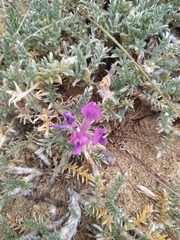 Oxytropis lanata