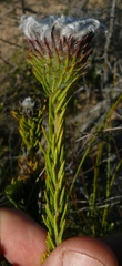 Phylica plumigera