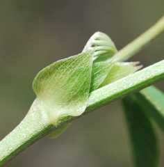 Tephrosia grandiflora