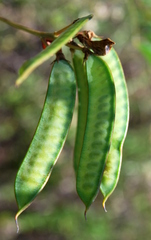 Tephrosia grandiflora