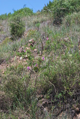 Tephrosia grandiflora