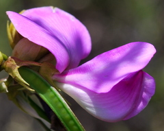 Tephrosia grandiflora