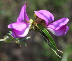 Tephrosia grandiflora