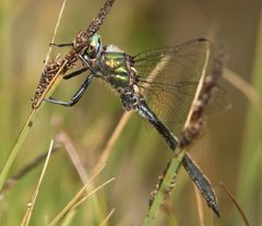 Somatochlora alpestris