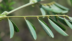 Tephrosia grandiflora