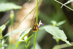 Pardaleodes tibullus