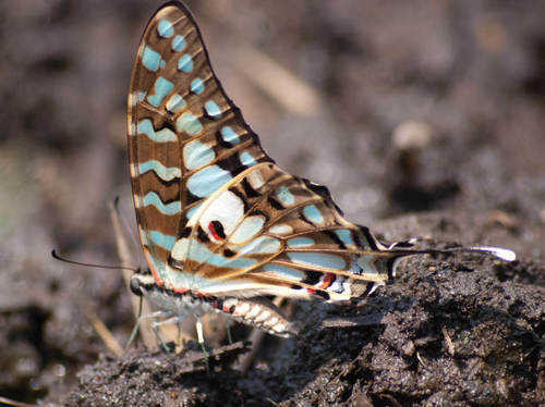Large Striped Swordtail