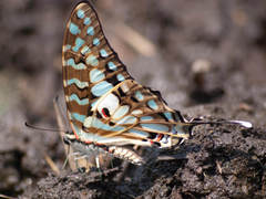 Graphium antheus