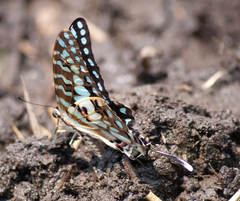 Graphium antheus