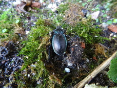 Carabus guadarramus