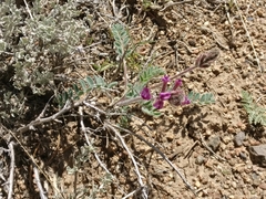 Astragalus malacus
