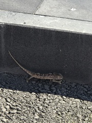 Chamaeleo chamaeleon recticrista