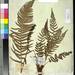 Polystichum falcinellum - Photo (c) Smithsonian Institution, National Museum of Natural History, Department of Botany, algunos derechos reservados (CC BY-NC-SA)