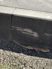 Chamaeleo chamaeleon recticrista