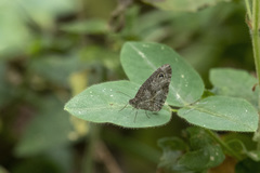 Ypthima albida