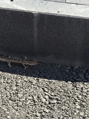 Chamaeleo chamaeleon recticrista