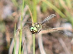 Somatochlora alpestris