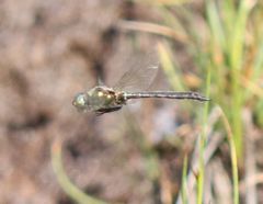 Somatochlora alpestris