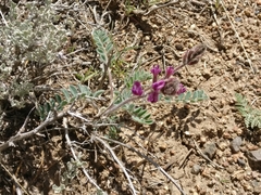 Astragalus malacus