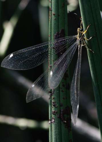 Banyutus lethalis photo 3