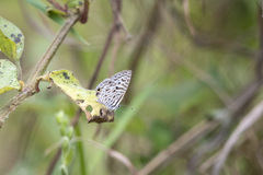 Leptotes pirithous