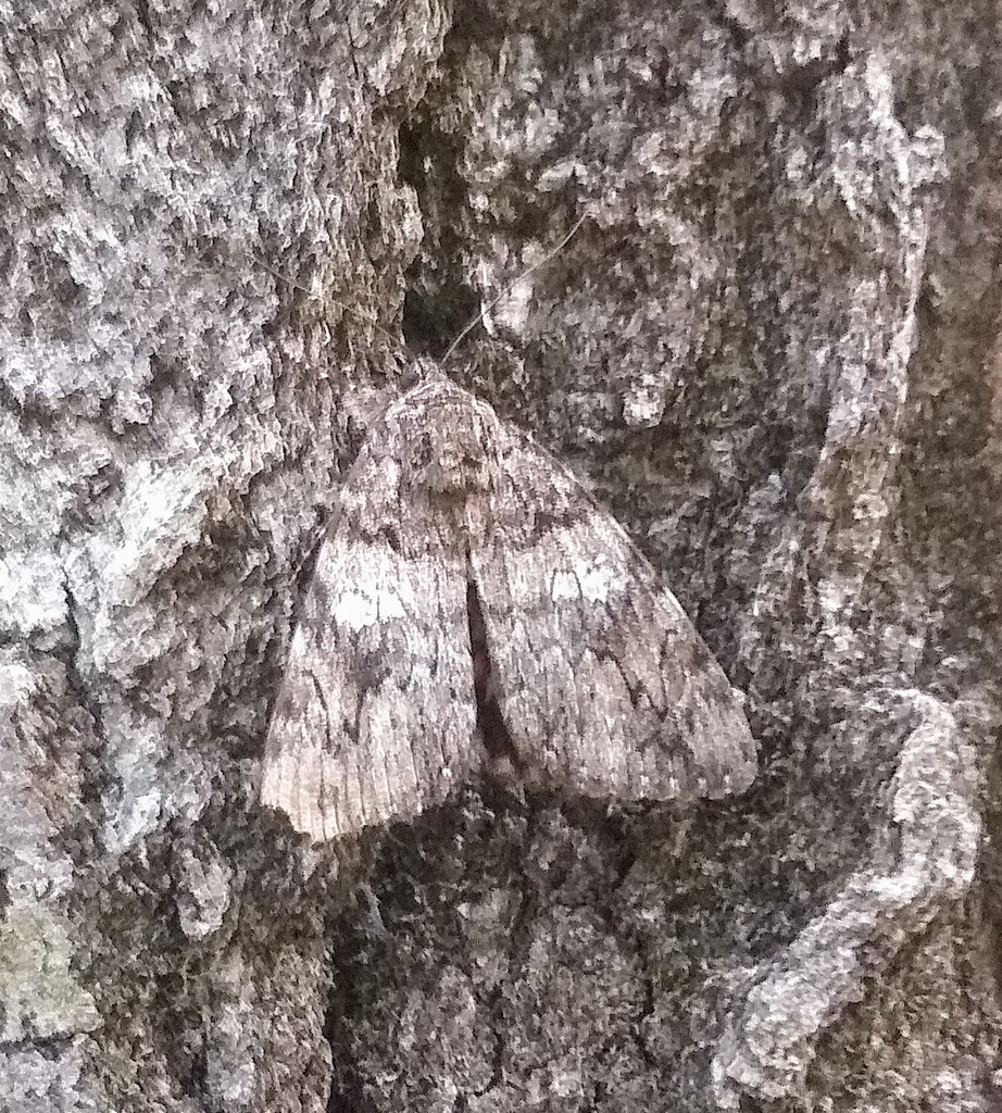 Ilia Underwing Moth