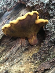 Buchwaldoboletus lignicola