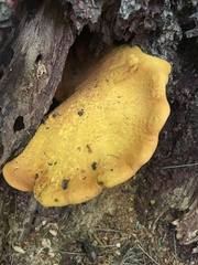 Buchwaldoboletus lignicola