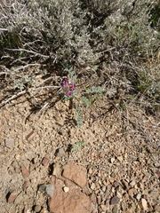 Astragalus malacus