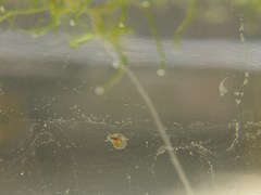 Planorbarius corneus