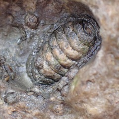Sypharochiton