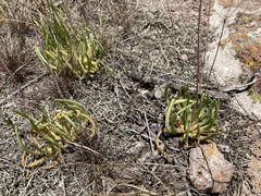 Phemeranthus palmeri