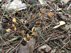 Spathulariopsis velutipes