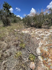 Phemeranthus palmeri