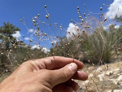 Phemeranthus palmeri