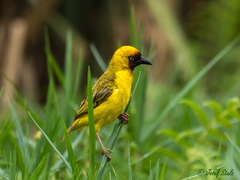 Ploceus castanops