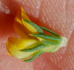 Aspalathus juniperina juniperina