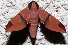 Afroclanis neavi